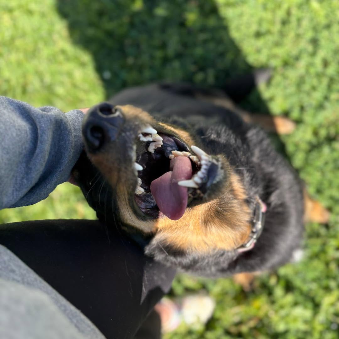 dog being pet by daycare worker